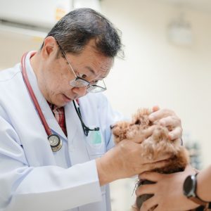 โรงพยาบาลสัตว์สวนหลวงสัตวแพทย์ (SLV Pet Hospital)