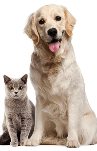 pets-about-free-img.png